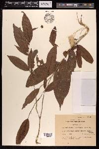 Polyalthia cauliflora image