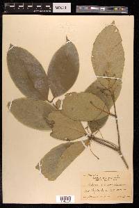 Kibara macrophylla image