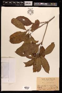 Pittosporum glabratum image