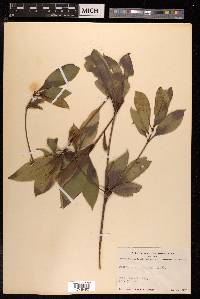 Pittosporum glabratum image