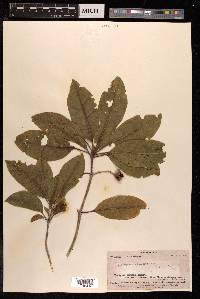 Pittosporum arborescens image