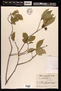 Pittosporum glabratum image