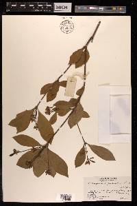 Pittosporum glabratum image