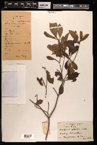Pittosporum glabratum image