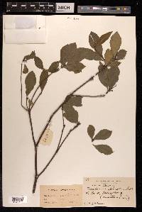 Pittosporum glabratum image