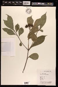 Pittosporum illicioides image