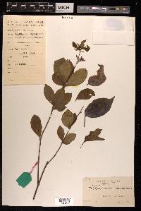 Pittosporum glabratum image