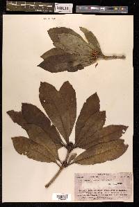 Pittosporum rhytidocarpum image