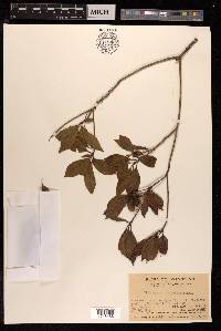 Pittosporum glabratum image