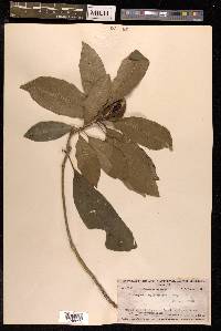 Pittosporum rhytidocarpum image