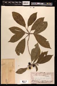 Pittosporum arborescens image