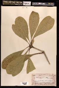 Pittosporum rhytidocarpum image
