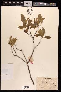 Pittosporum glabratum image