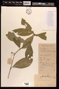 Pittosporum glabratum image
