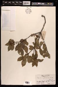 Pittosporum glabratum image