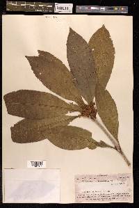 Pittosporum rhytidocarpum image
