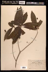 Pittosporum pentandrum image