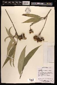 Pittosporum glabratum image