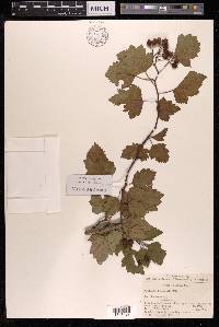 Crataegus kansuensis image