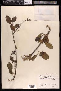 Cotoneaster affinis image