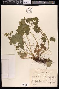 Alchemilla semilunaris image