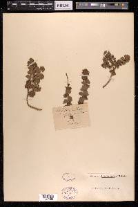 Cliffortia ilicifolia image