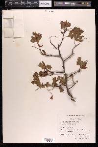 Crataegus monogyna image