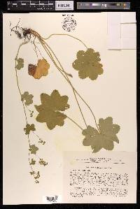 Alchemilla subcrenata image