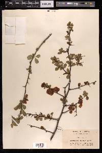 Chaenomeles japonica image