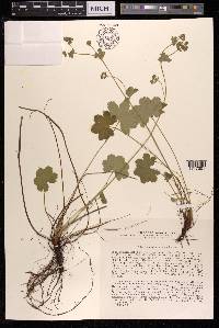 Alchemilla sericata image