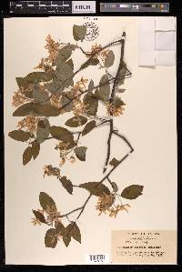 Amelanchier asiatica image