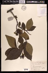 Cotoneaster moupinensis image