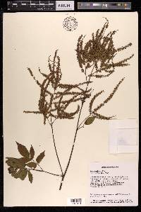 Aruncus sylvester image