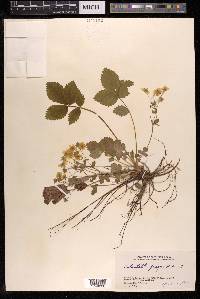 Potentilla fragarioides image