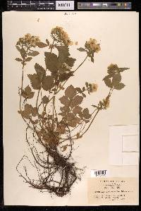 Potentilla fragarioides image