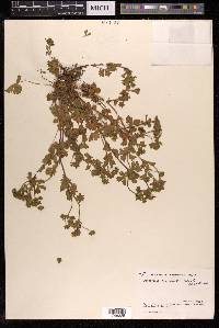 Potentilla monanthes image