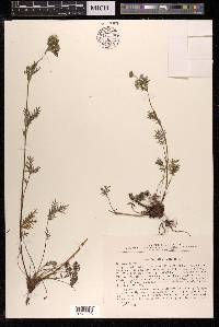 Potentilla bimundorum image