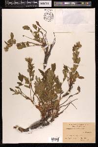 Farinopsis salesoviana image