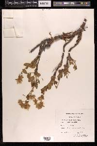 Farinopsis salesoviana image