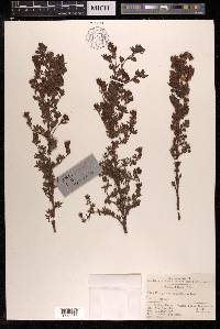 Potentilla parvifolia image