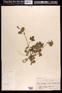 Potentilla indica image