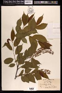 Prunus grayana image