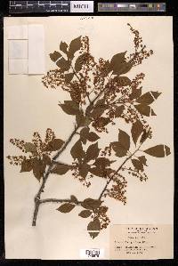 Prunus buergeriana image