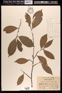 Prunus phaeosticta image