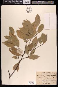 Prunus phaeosticta image
