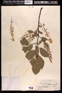 Prunus padus var. pubescens image