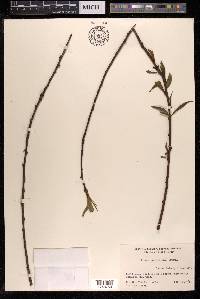 Prunus persica image