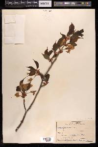 Prunus jamasakura image