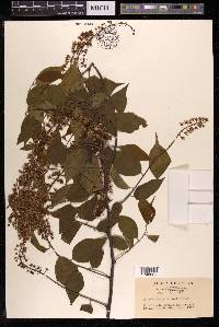 Prunus grayana image