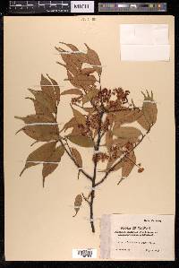 Prunus phaeosticta image